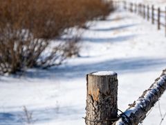 -塞罕坝国家级自然保护区