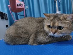 -福懋动物医院·犬猫全科·外科·重症科(杏林分院)