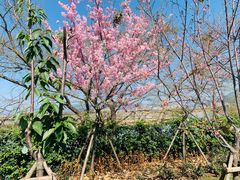 -福建鲤鱼洲酒店