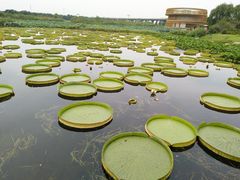 -荷塘月色湿地公园·向阳花洲