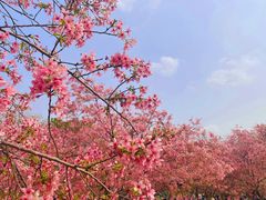-天适樱花悠乐园