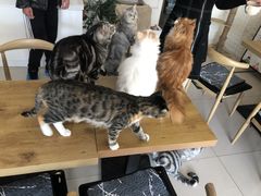 -平行世界·猫咖(首经贸店)