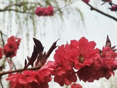 -济南大明湖景区