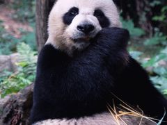 -广州长隆野生动物世界