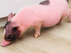 -浣熊柯尔鸭土拨鼠·电玩咖