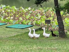 -福建鲤鱼洲酒店