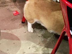 -红钳侠小龙虾·烧烤(中赢康康谷店)