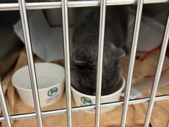 -宠福鑫康馨动物医院·骨科·眼科