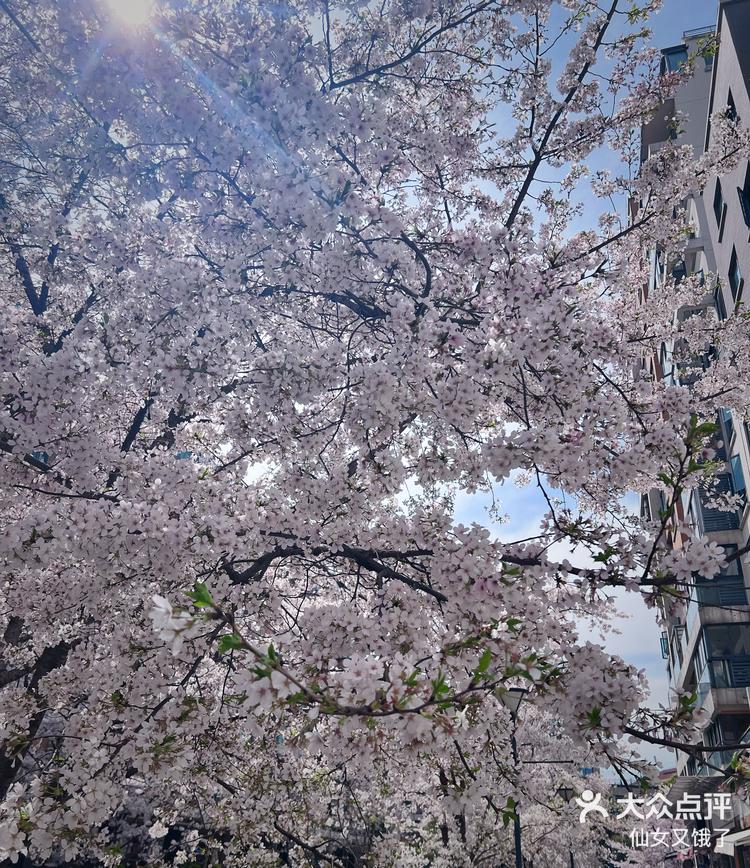 大学路樱花图片