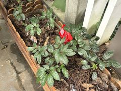 -昆明植物园