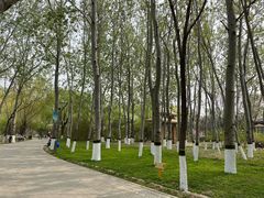 -大兴滨河森林公园