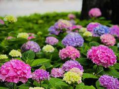 -国家植物园南园