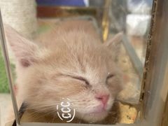 -糯米喵星人总部直营旗舰店·猫舍·幼猫出售