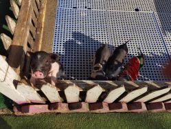 -萌宠亲子动物乐园(槐房万达店)