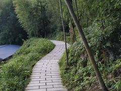 -九龙江国家森林公园