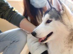 -Husky Go! 哈士奇体验馆·宠物咖啡厅狗咖