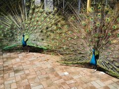 -长白岛森林公园