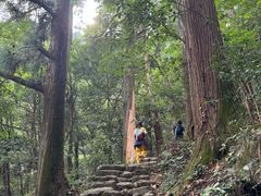-天目山大树王景区