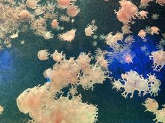 -珠海长隆海洋王国