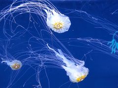 -珠海长隆海洋王国
