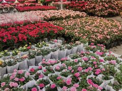 -龙大花卉苗木市场