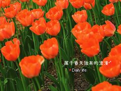 -圩墩遗址公园