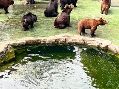 -深圳野生动物园