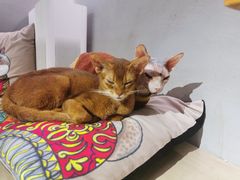 -more than meow吴止猫主题餐厅(承德 中船汇店)