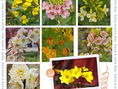 -广富林郊野公园