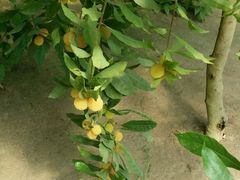 -南通洲际绿博园