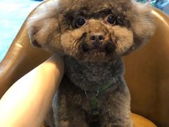 -Oh My Dog宠物沙龙(伊珊娜皮毛护理店)