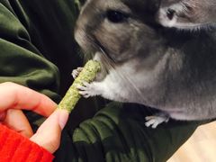-藦茜花园宠物主题亲子互动体验馆(国顺东路店)