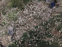 -香雪海