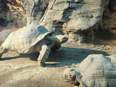-成都动物园