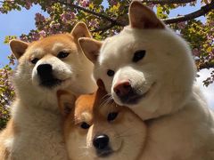 -萌宠之家·腊肠犬·马尔泰·小体犬舍