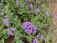 -洋湖国家湿地公园