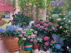 -溪岸路花鸟市场