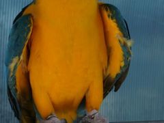 android_upload_pic-百鸟园