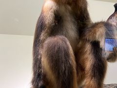 -四川大学博物馆