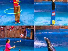 -烟台海昌鲸鲨海洋公园