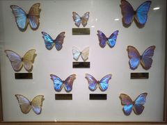 -上海昆虫博物馆