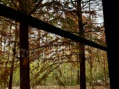 -合肥滨湖国家森林公园