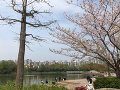 -新江湾城公园