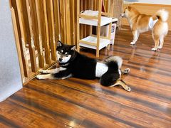 -豆柴町-柴犬主题狗咖(红鼎国际C座店)