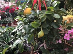 -曲阳花鸟市场(曲阳路店)