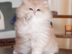 -小猫来了·猫舍(红山六九七九店)