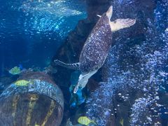 -太平洋海底世界