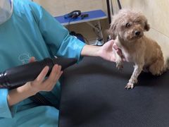 -佳雯宠物医院·皮肤科·内外科(春晓路分院)