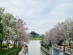 -海珠湖公园