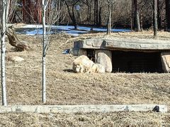 -沈阳森林动物园